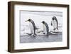 King Penguin (Aptenodytes patagonicus) three adults, on snow, walking into stream, Right Whale Bay-Dickie Duckett-Framed Photographic Print