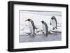 King Penguin (Aptenodytes patagonicus) three adults, on snow, walking into stream, Right Whale Bay-Dickie Duckett-Framed Photographic Print