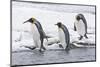 King Penguin (Aptenodytes patagonicus) three adults, on snow, walking into stream, Right Whale Bay-Dickie Duckett-Mounted Photographic Print