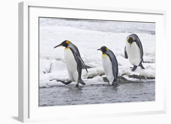 King Penguin (Aptenodytes patagonicus) three adults, on snow, walking into stream, Right Whale Bay-Dickie Duckett-Framed Photographic Print