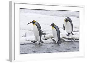 King Penguin (Aptenodytes patagonicus) three adults, on snow, walking into stream, Right Whale Bay-Dickie Duckett-Framed Photographic Print