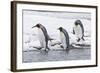 King Penguin (Aptenodytes patagonicus) three adults, on snow, walking into stream, Right Whale Bay-Dickie Duckett-Framed Photographic Print