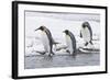 King Penguin (Aptenodytes patagonicus) three adults, on snow, walking into stream, Right Whale Bay-Dickie Duckett-Framed Photographic Print
