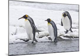 King Penguin (Aptenodytes patagonicus) three adults, on snow, walking into stream, Right Whale Bay-Dickie Duckett-Mounted Photographic Print