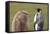 King Penguin (Aptenodytes Patagonicus) with Chick, Inland, the Neck-Eleanor Scriven-Framed Stretched Canvas