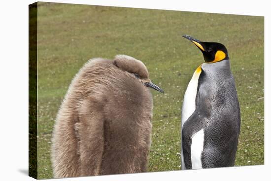 King Penguin (Aptenodytes Patagonicus) with Chick, Inland, the Neck-Eleanor Scriven-Stretched Canvas