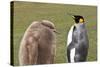 King Penguin (Aptenodytes Patagonicus) with Chick, Inland, the Neck-Eleanor Scriven-Stretched Canvas
