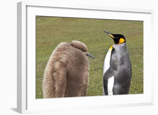 King Penguin (Aptenodytes Patagonicus) with Chick, Inland, the Neck-Eleanor Scriven-Framed Photographic Print