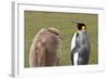 King Penguin (Aptenodytes Patagonicus) with Chick, Inland, the Neck-Eleanor Scriven-Framed Photographic Print