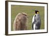 King Penguin (Aptenodytes Patagonicus) with Chick, Inland, the Neck-Eleanor Scriven-Framed Photographic Print