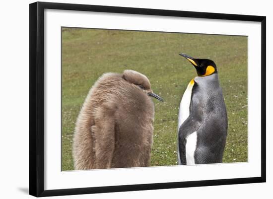 King Penguin (Aptenodytes Patagonicus) with Chick, Inland, the Neck-Eleanor Scriven-Framed Photographic Print