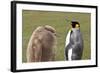 King Penguin (Aptenodytes Patagonicus) with Chick, Inland, the Neck-Eleanor Scriven-Framed Photographic Print