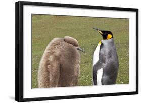 King Penguin (Aptenodytes Patagonicus) with Chick, Inland, the Neck-Eleanor Scriven-Framed Photographic Print