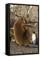 King Penguin Chick (Aptenodytes Patagonicus), Ecstatic Display in Gold Harbor, South Georgia-Michael Nolan-Framed Stretched Canvas