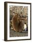 King Penguin Chick (Aptenodytes Patagonicus), Ecstatic Display in Gold Harbor, South Georgia-Michael Nolan-Framed Photographic Print