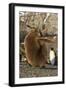 King Penguin Chick (Aptenodytes Patagonicus), Ecstatic Display in Gold Harbor, South Georgia-Michael Nolan-Framed Photographic Print