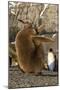 King Penguin Chick (Aptenodytes Patagonicus), Ecstatic Display in Gold Harbor, South Georgia-Michael Nolan-Mounted Photographic Print