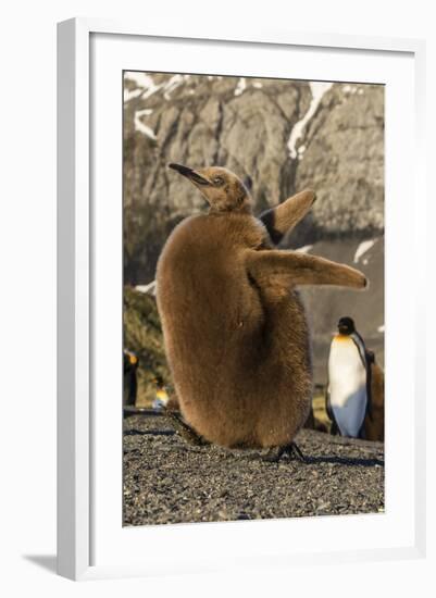 King Penguin Chick (Aptenodytes Patagonicus), Ecstatic Display in Gold Harbor, South Georgia-Michael Nolan-Framed Photographic Print