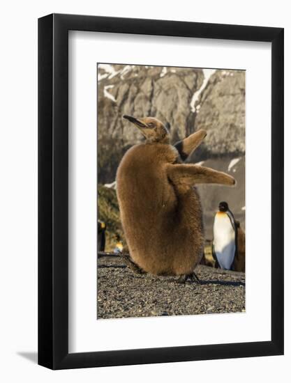 King Penguin Chick (Aptenodytes Patagonicus), Ecstatic Display in Gold Harbor, South Georgia-Michael Nolan-Framed Photographic Print