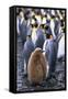 King Penguin Chick Standing with Adults-Paul Souders-Framed Stretched Canvas