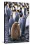 King Penguin Chick Standing with Adults-Paul Souders-Stretched Canvas