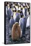 King Penguin Chick Standing with Adults-Paul Souders-Framed Stretched Canvas