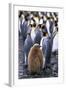 King Penguin Chick Standing with Adults-Paul Souders-Framed Photographic Print