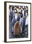 King Penguin Chick Standing with Adults-Paul Souders-Framed Photographic Print