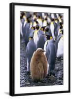 King Penguin Chick Standing with Adults-Paul Souders-Framed Photographic Print