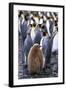 King Penguin Chick Standing with Adults-Paul Souders-Framed Photographic Print