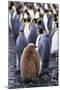 King Penguin Chick Standing with Adults-Paul Souders-Mounted Photographic Print