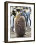 King Penguin chick with brown plumage, Falkland Islands.-Martin Zwick-Framed Photographic Print