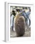 King Penguin chick with brown plumage, Falkland Islands.-Martin Zwick-Framed Photographic Print