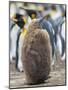 King Penguin chick with brown plumage, Falkland Islands.-Martin Zwick-Mounted Photographic Print