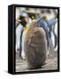 King Penguin chick with brown plumage, Falkland Islands.-Martin Zwick-Framed Stretched Canvas