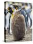 King Penguin chick with brown plumage, Falkland Islands.-Martin Zwick-Stretched Canvas