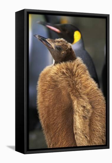 King Penguin Chick-Paul Souders-Framed Stretched Canvas