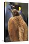 King Penguin Chick-Paul Souders-Stretched Canvas