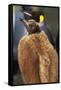 King Penguin Chick-Paul Souders-Framed Stretched Canvas