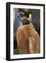 King Penguin Chick-Paul Souders-Framed Photographic Print