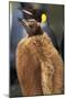 King Penguin Chick-Paul Souders-Mounted Photographic Print