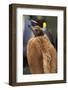 King Penguin Chick-Paul Souders-Framed Photographic Print