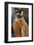 King Penguin Chick-Paul Souders-Framed Photographic Print