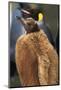 King Penguin Chick-Paul Souders-Mounted Photographic Print