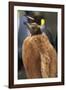 King Penguin Chick-Paul Souders-Framed Photographic Print
