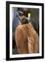 King Penguin Chick-Paul Souders-Framed Photographic Print