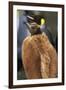 King Penguin Chick-Paul Souders-Framed Photographic Print