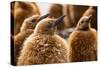 King penguin chicks in creche, St Andrews Bay, South Georgia-Mark MacEwen-Stretched Canvas