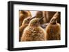 King penguin chicks in creche, St Andrews Bay, South Georgia-Mark MacEwen-Framed Photographic Print