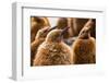 King penguin chicks in creche, St Andrews Bay, South Georgia-Mark MacEwen-Framed Photographic Print